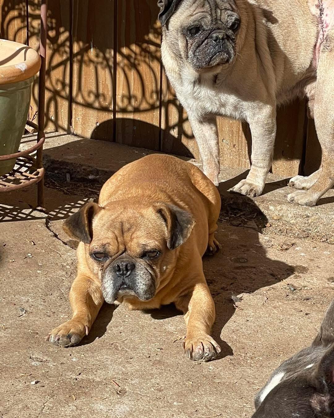 Enlarge Hulk, a Adoptable mixed breed in AMARILLO, TX image 2/5