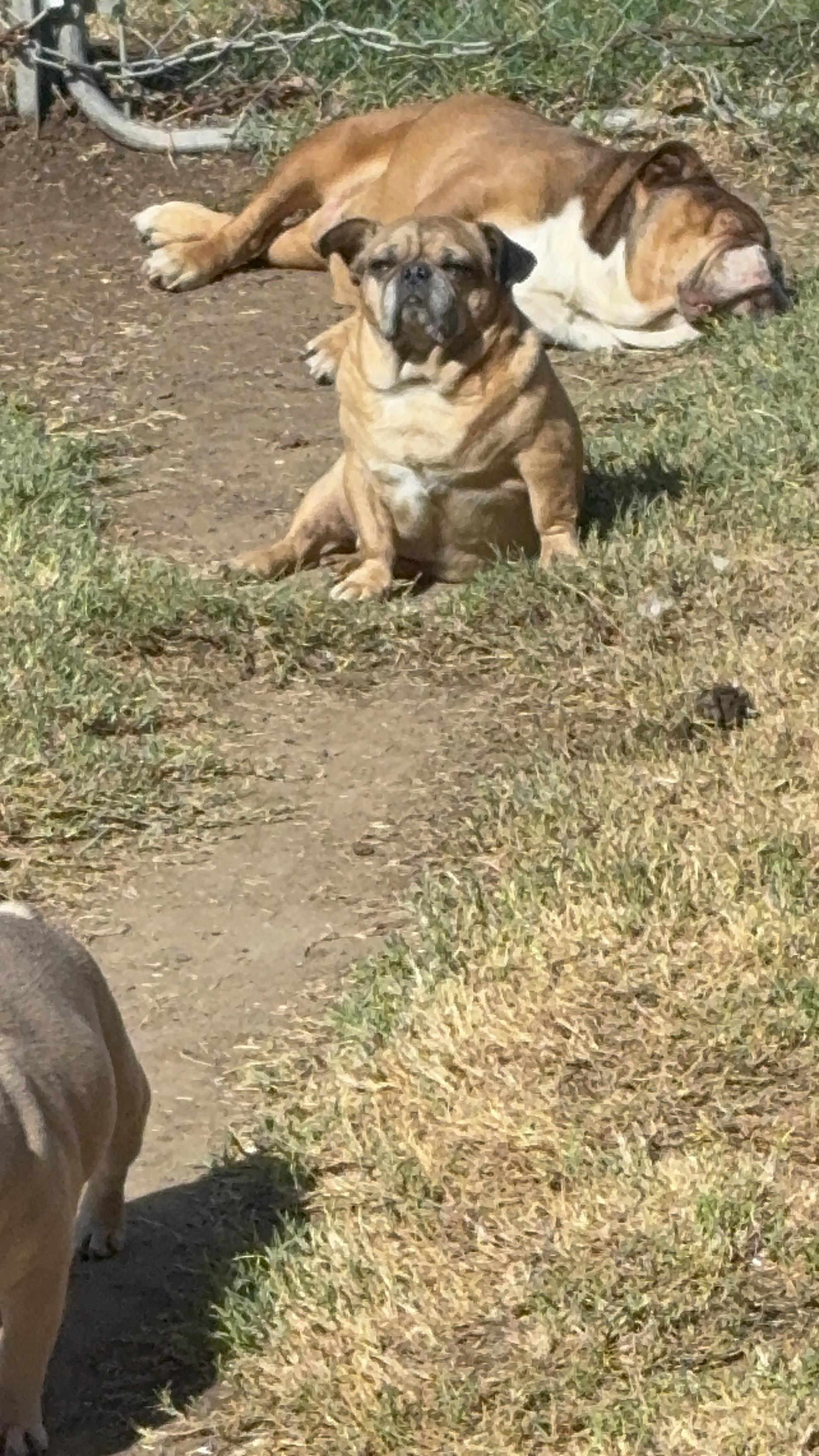 Enlarge Hulk, a Adoptable mixed breed in AMARILLO, TX image 4/5