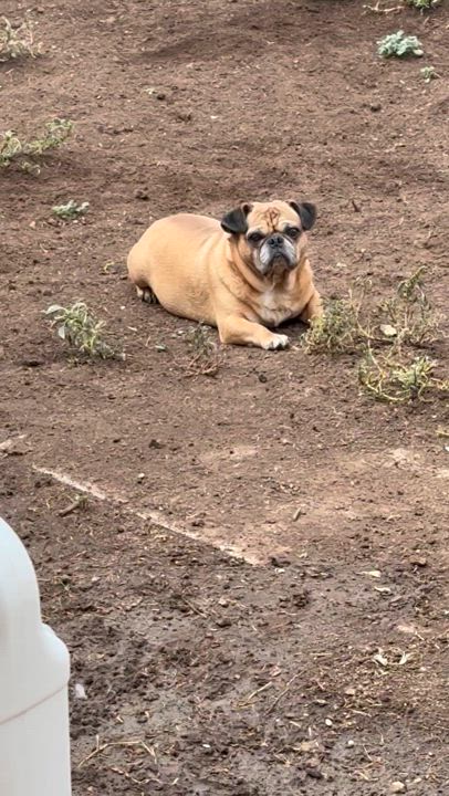 Enlarge Hulk, a Adoptable mixed breed in AMARILLO, TX video 5/5