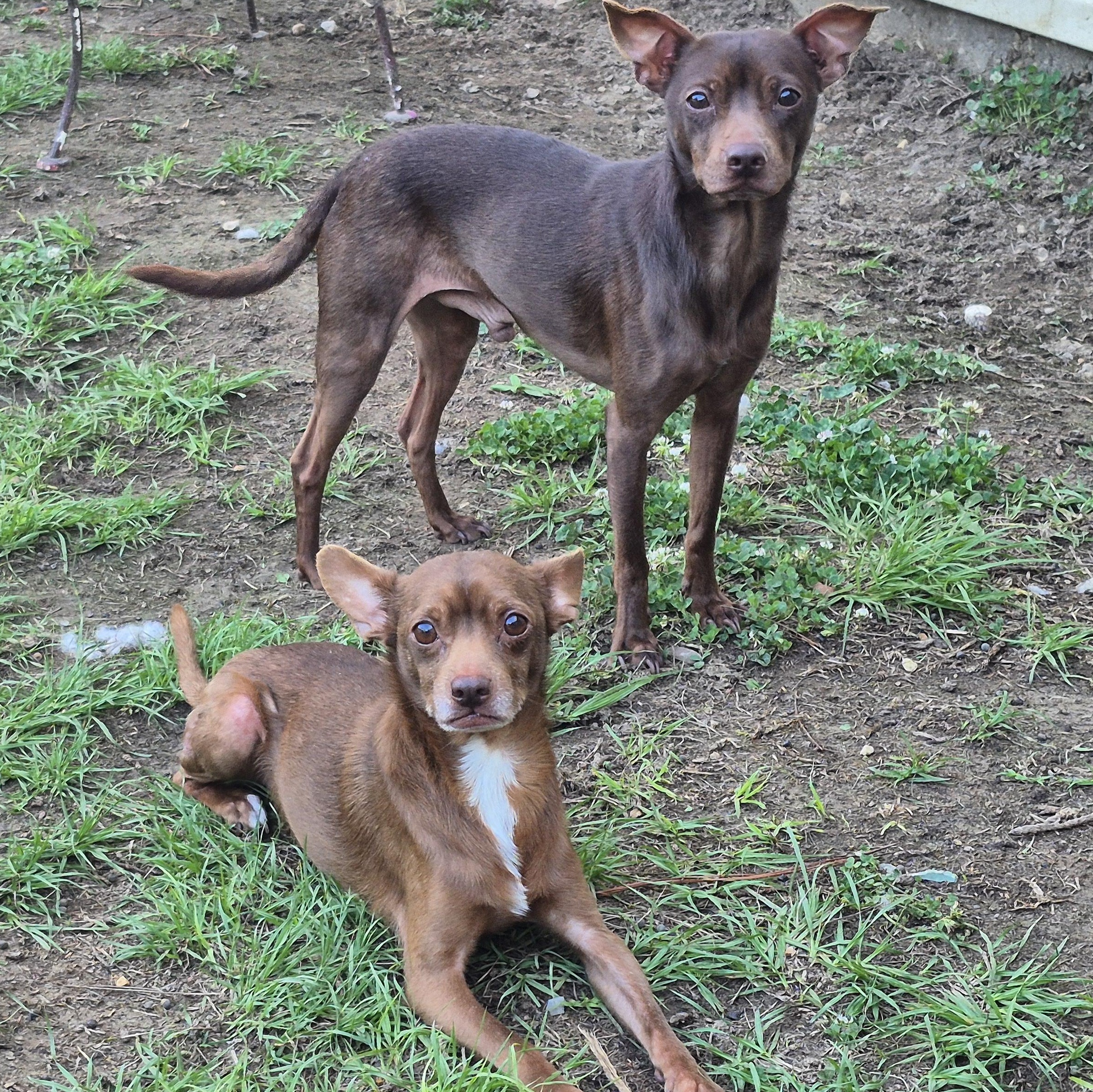 Legolas & Gimli, a Adopted Chihuahua in metairie, LA image 1/5