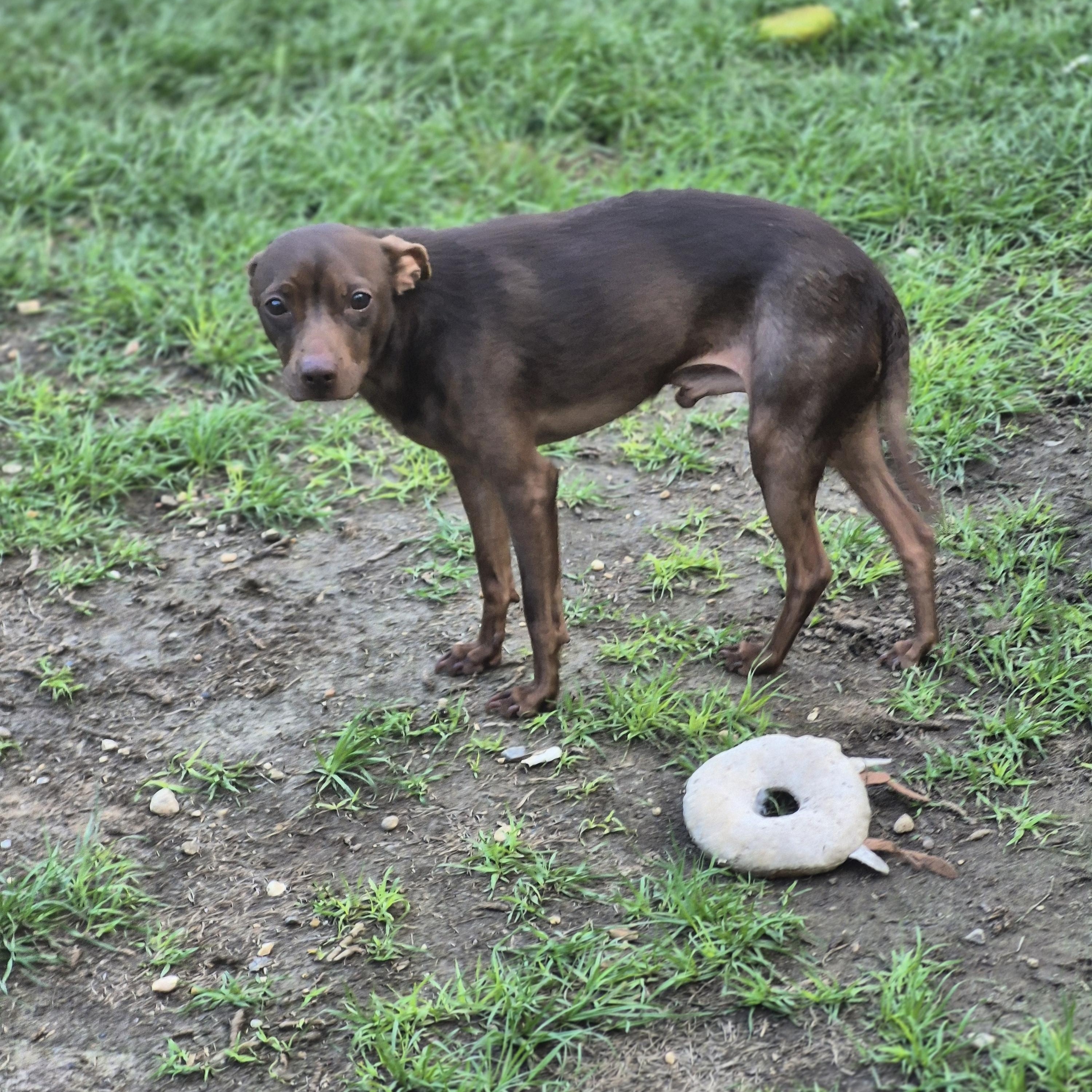 Legolas & Gimli, a Adopted Chihuahua in metairie, LA image 5/5