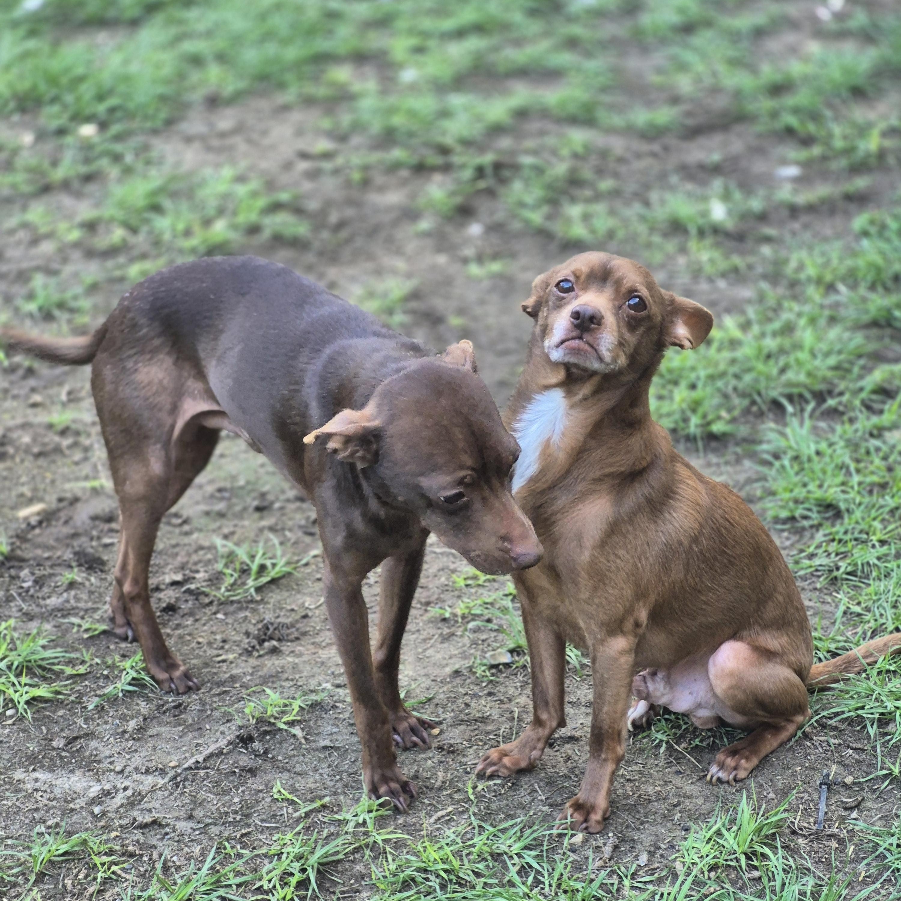 Legolas & Gimli, a Adopted Chihuahua in metairie, LA image 3/5