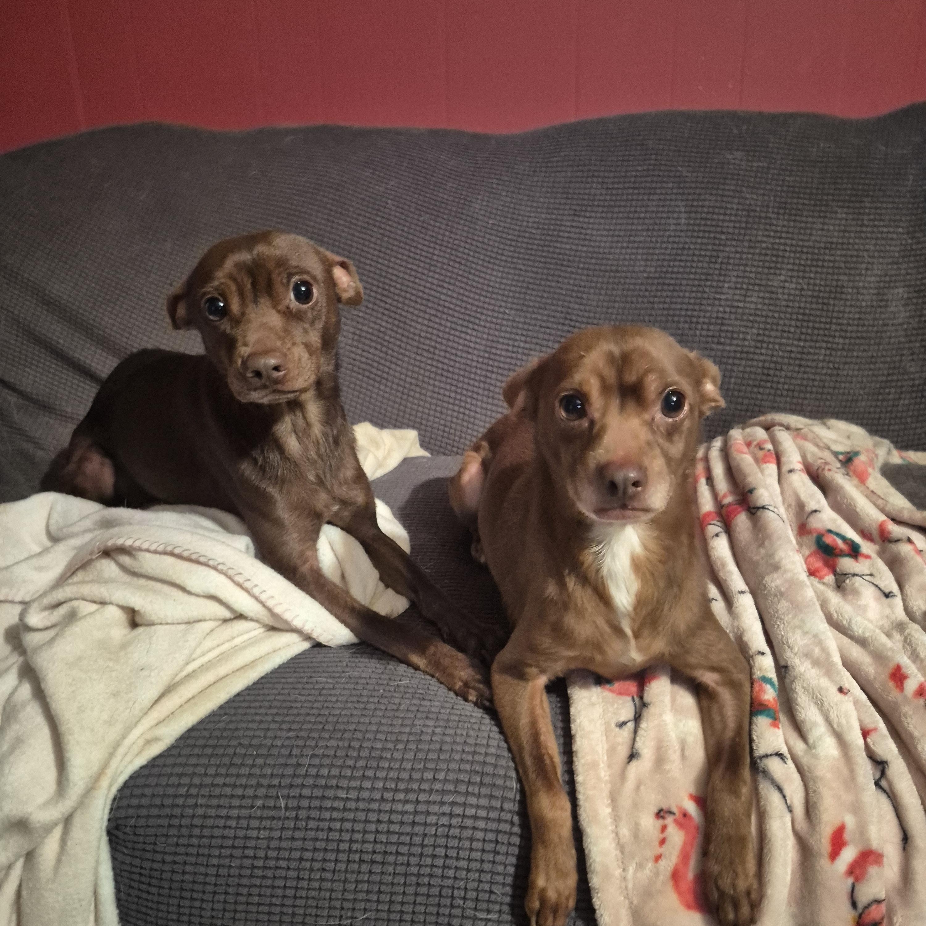 Legolas & Gimli, a Adopted Chihuahua in metairie, LA image 2/5