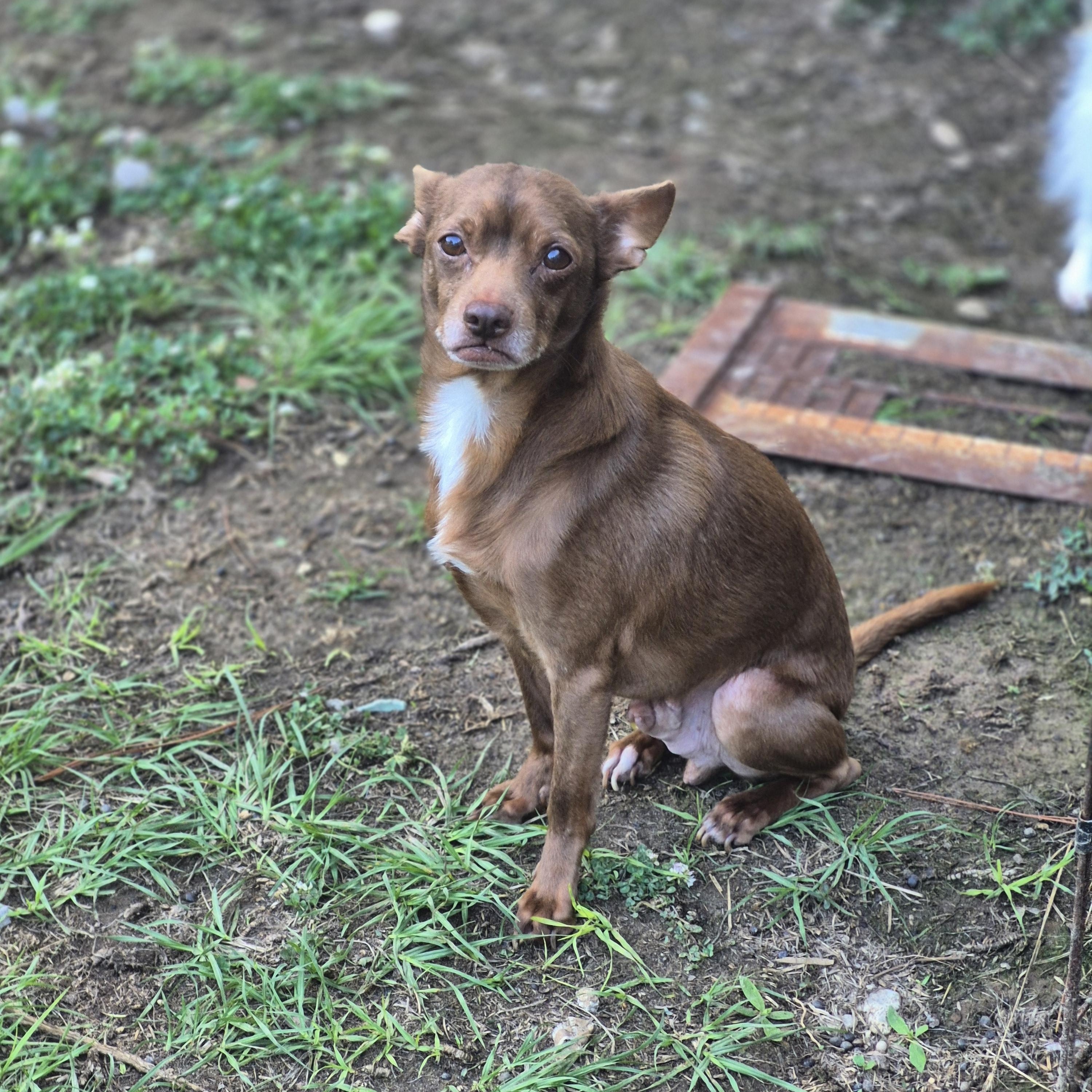 Legolas & Gimli, a Adopted Chihuahua in metairie, LA image 4/5