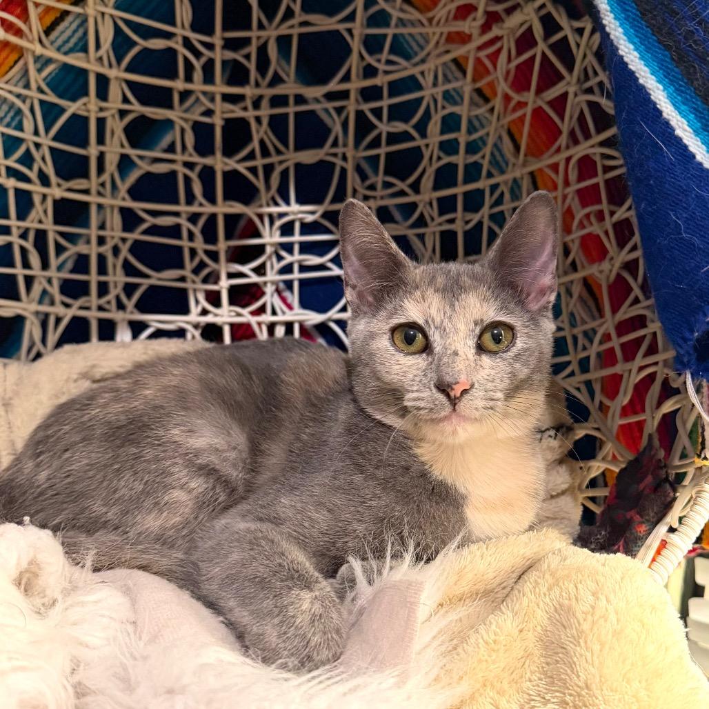 Enlarge Fable, a Adoptable Domestic Short Hair in Austin, TX image 1/6