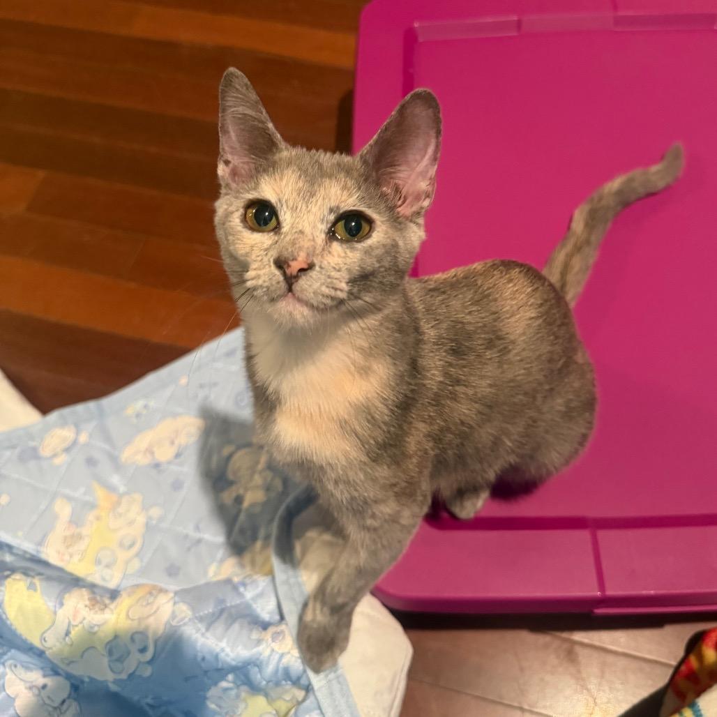Enlarge Fable, a Adoptable Domestic Short Hair in Austin, TX image 2/6