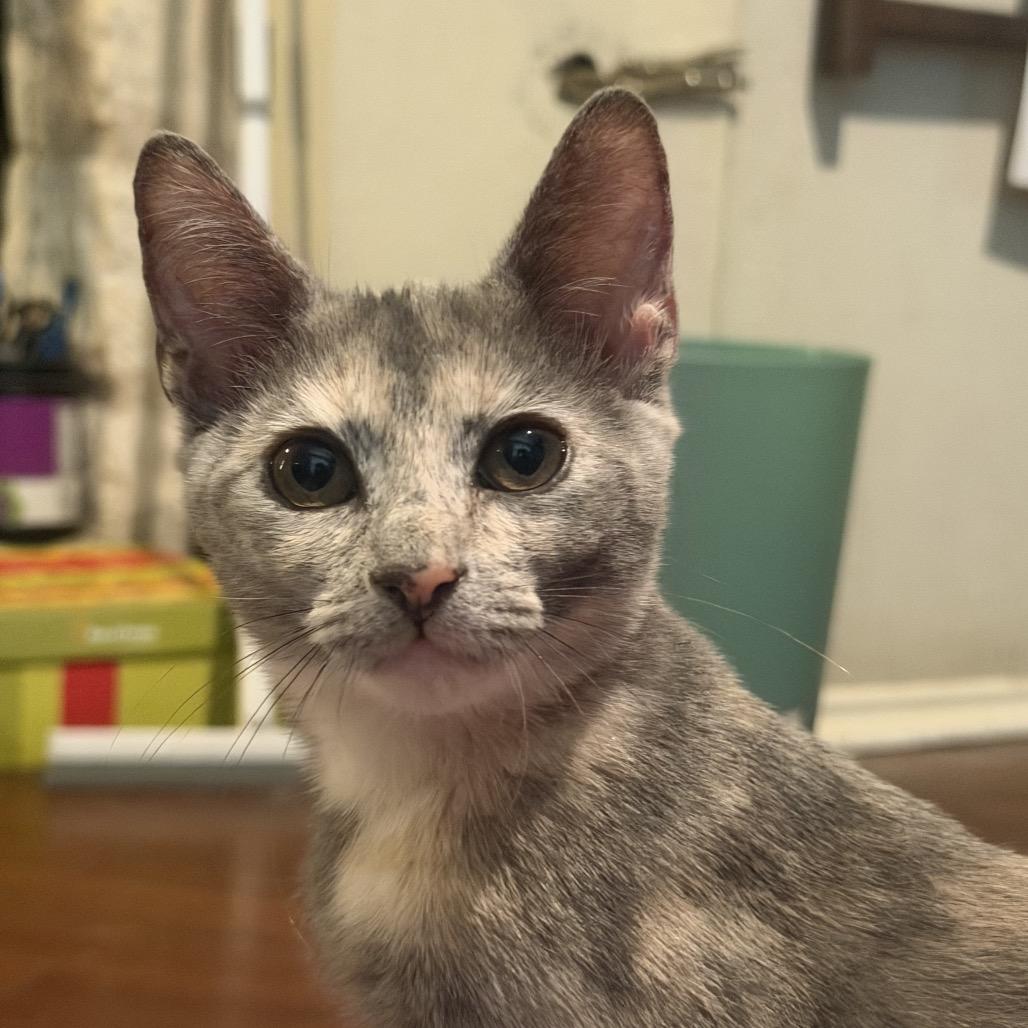 Enlarge Fable, a Adoptable Domestic Short Hair in Austin, TX image 3/6