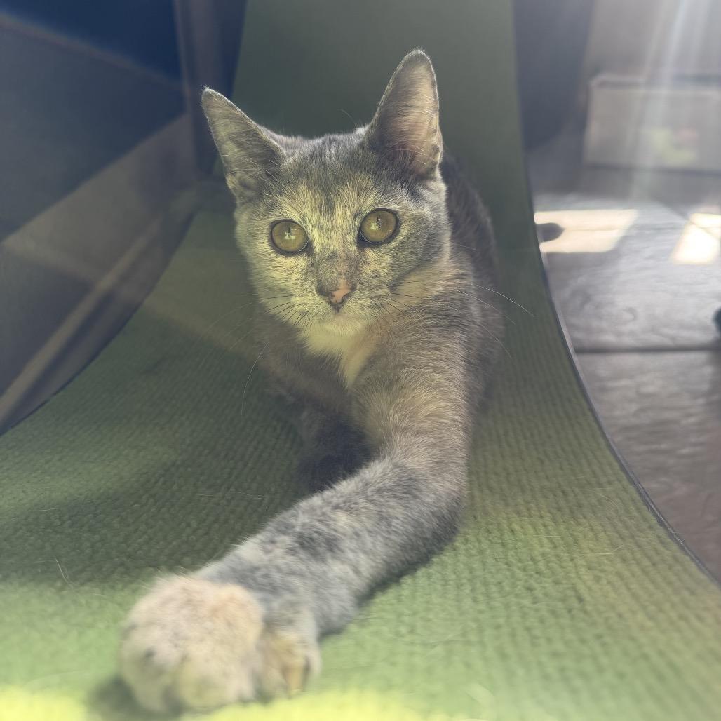 Enlarge Fable, a Adoptable Domestic Short Hair in Austin, TX image 6/6