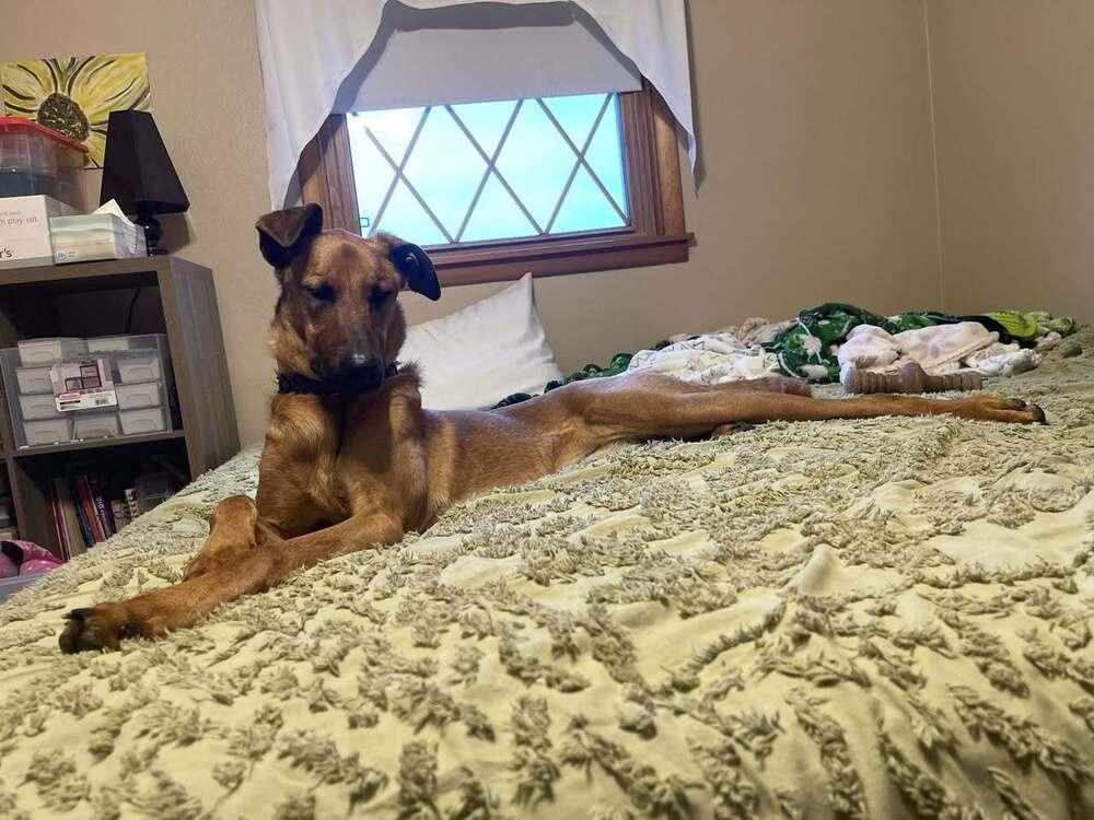 Enlarge Mira - Located in IA, a Adoptable mixed breed in Sioux City, IA image 1/6