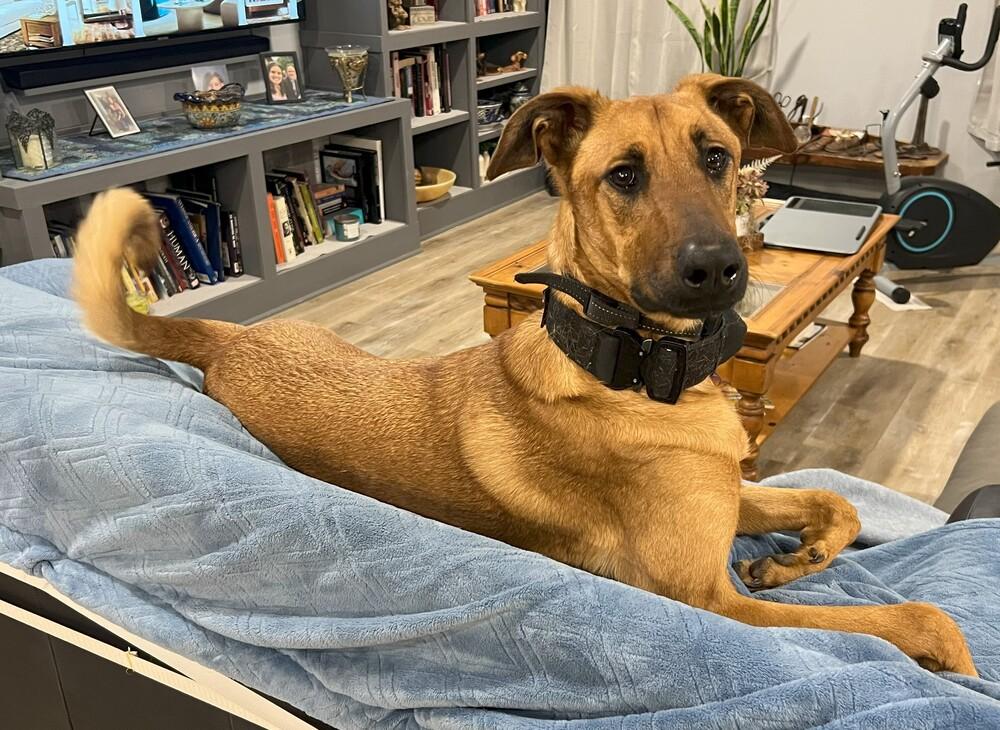 Enlarge Mira - Located in IA, a Adoptable mixed breed in Sioux City, IA image 2/6