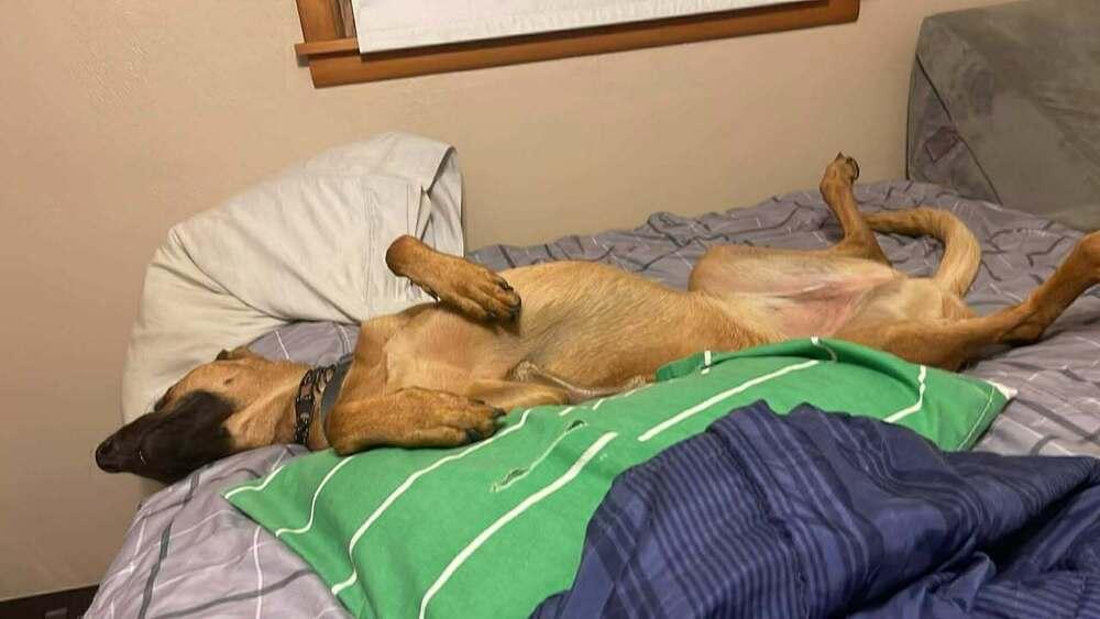 Enlarge Mira - Located in IA, a Adoptable mixed breed in Sioux City, IA image 3/6