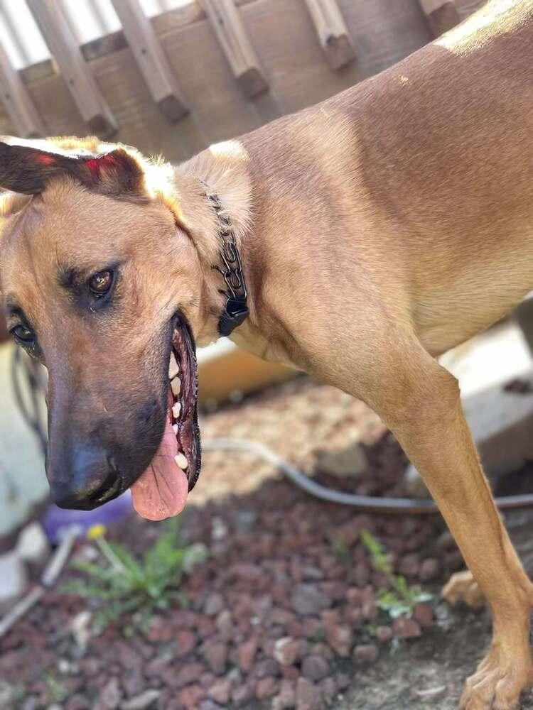 Enlarge Mira - Located in IA, a Adoptable mixed breed in Sioux City, IA image 4/6