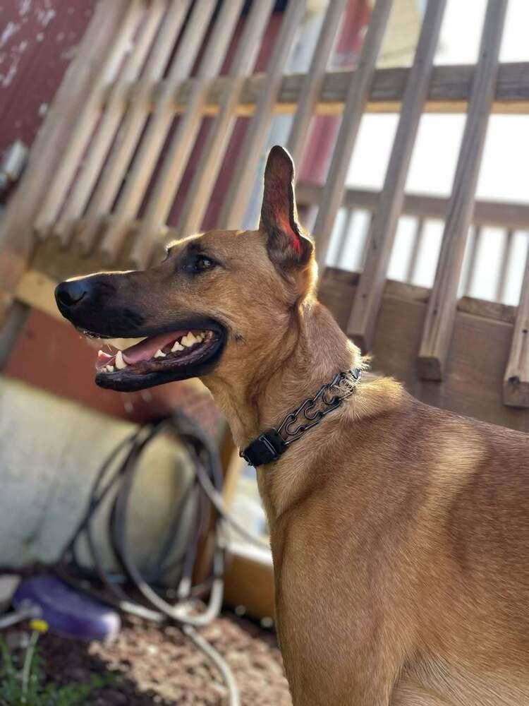 Enlarge Mira - Located in IA, a Adoptable mixed breed in Sioux City, IA image 5/6