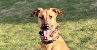 Enlarge Mira - Located in IA, a Adoptable mixed breed in Sioux City, IA image 6/6