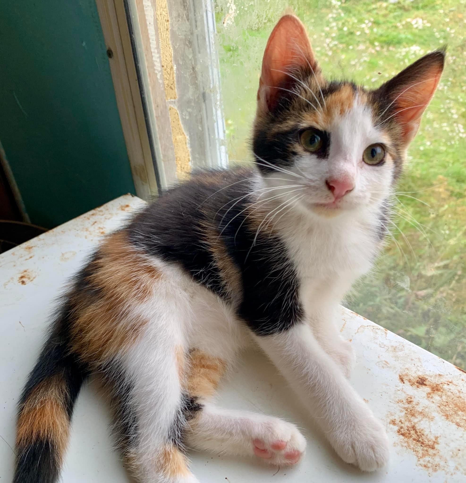 Cat for adoption Apple Cider, an American Shorthair in Elkland, PA