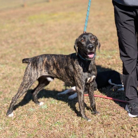 Enlarge Prince, a Adoptable Plott Hound in Friday Harbor, WA image 1/4