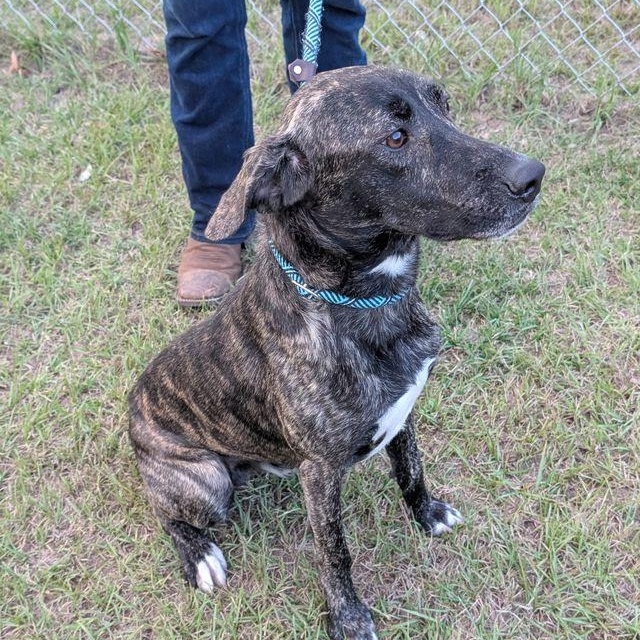 Prince, Adoptable, Young Male Plott Hound.