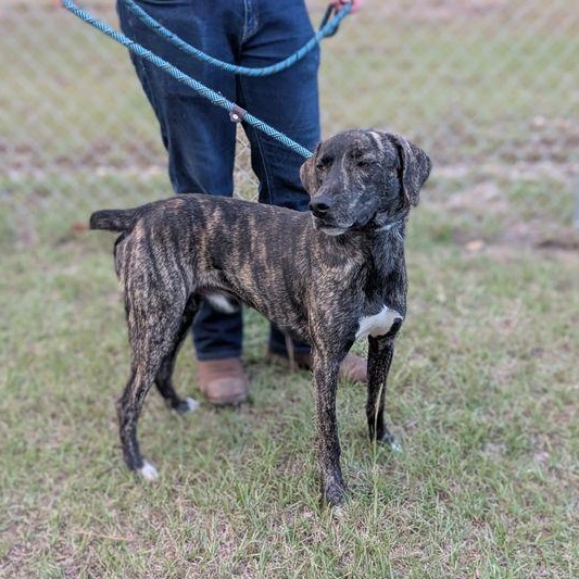 Enlarge Prince, a Adoptable Plott Hound in Friday Harbor, WA image 3/4