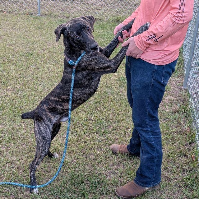 Enlarge Prince, a Adoptable Plott Hound in Friday Harbor, WA image 4/4