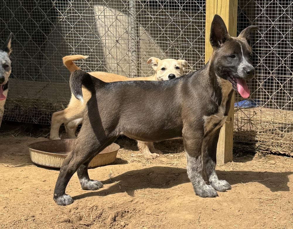 Brandi - Holly’s litter of 8, Adoptable, Puppy Female Catahoula Leopard Dog & Labrador Retriever.