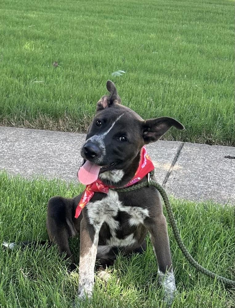 Enlarge Brandi - Holly’s litter of 8, a Adoptable mixed breed in Lancaster, PA image 2/3