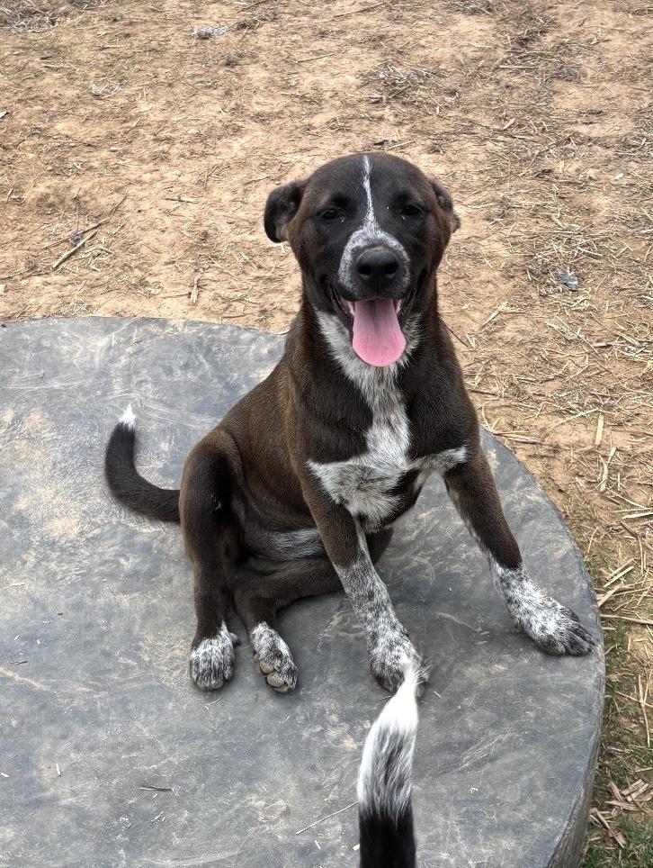 Enlarge Brandi - Holly’s litter of 8, a Adoptable mixed breed in Lancaster, PA image 3/3