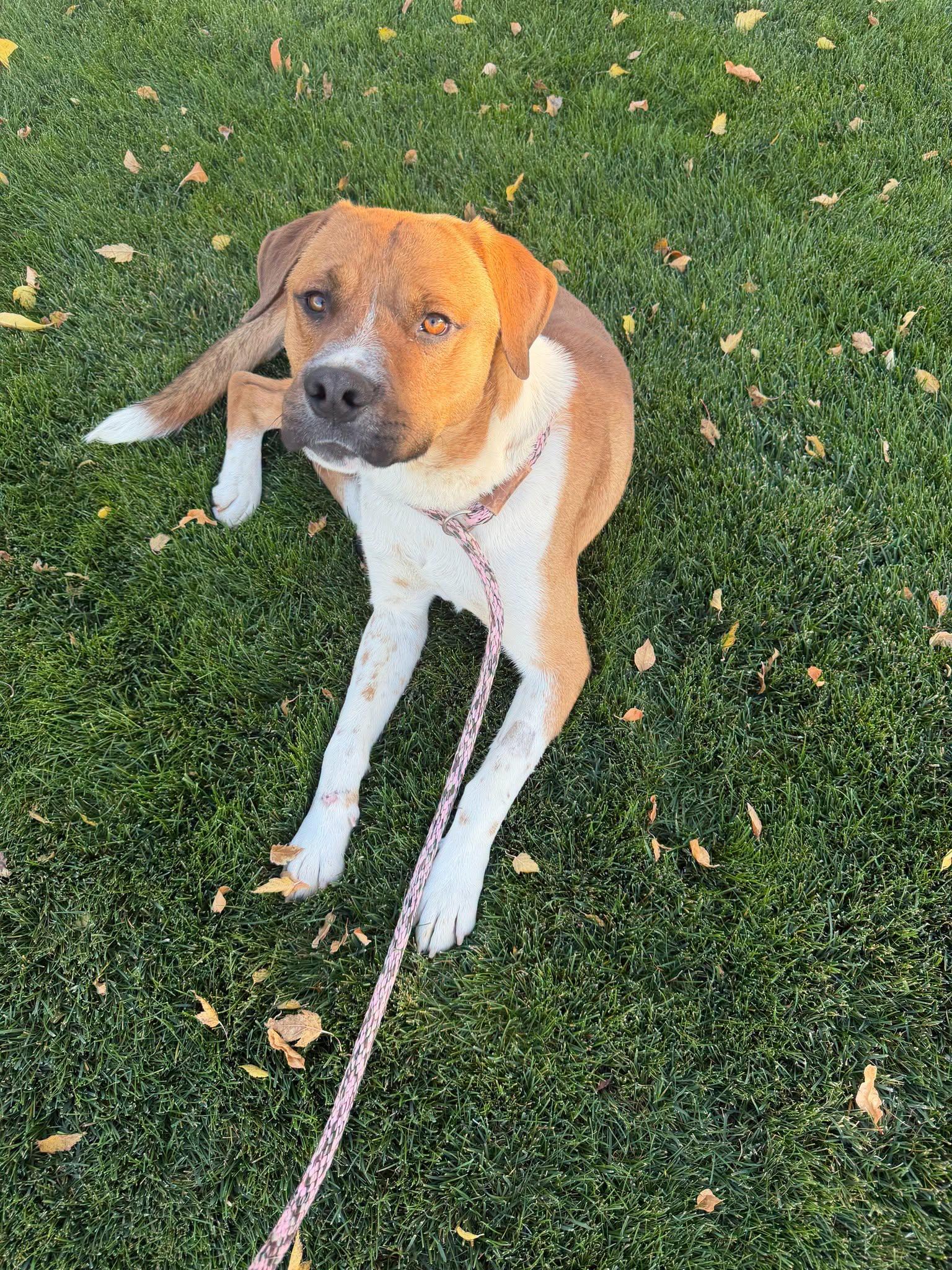 Scooby Doo, Adoptable, Young Male Australian Cattle Dog / Blue Heeler & Pit Bull Terrier.