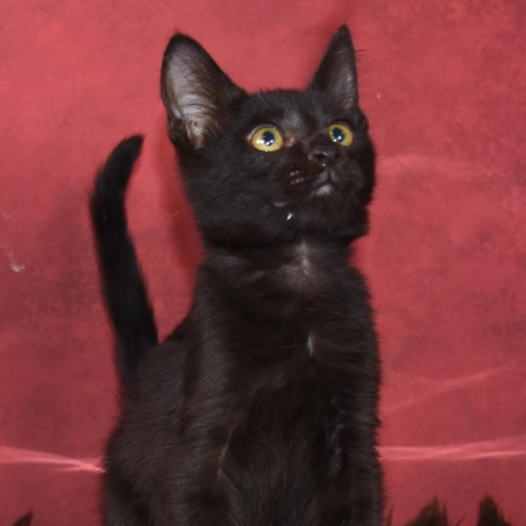 Thor, Adoptable, Young Male Domestic Short Hair.