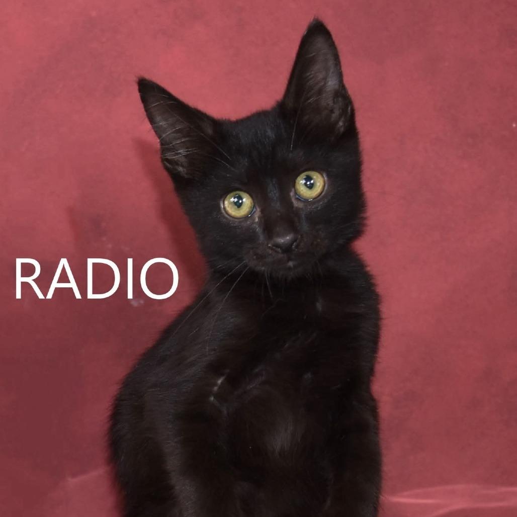 Thor, a Adoptable Domestic Short Hair image 2/3