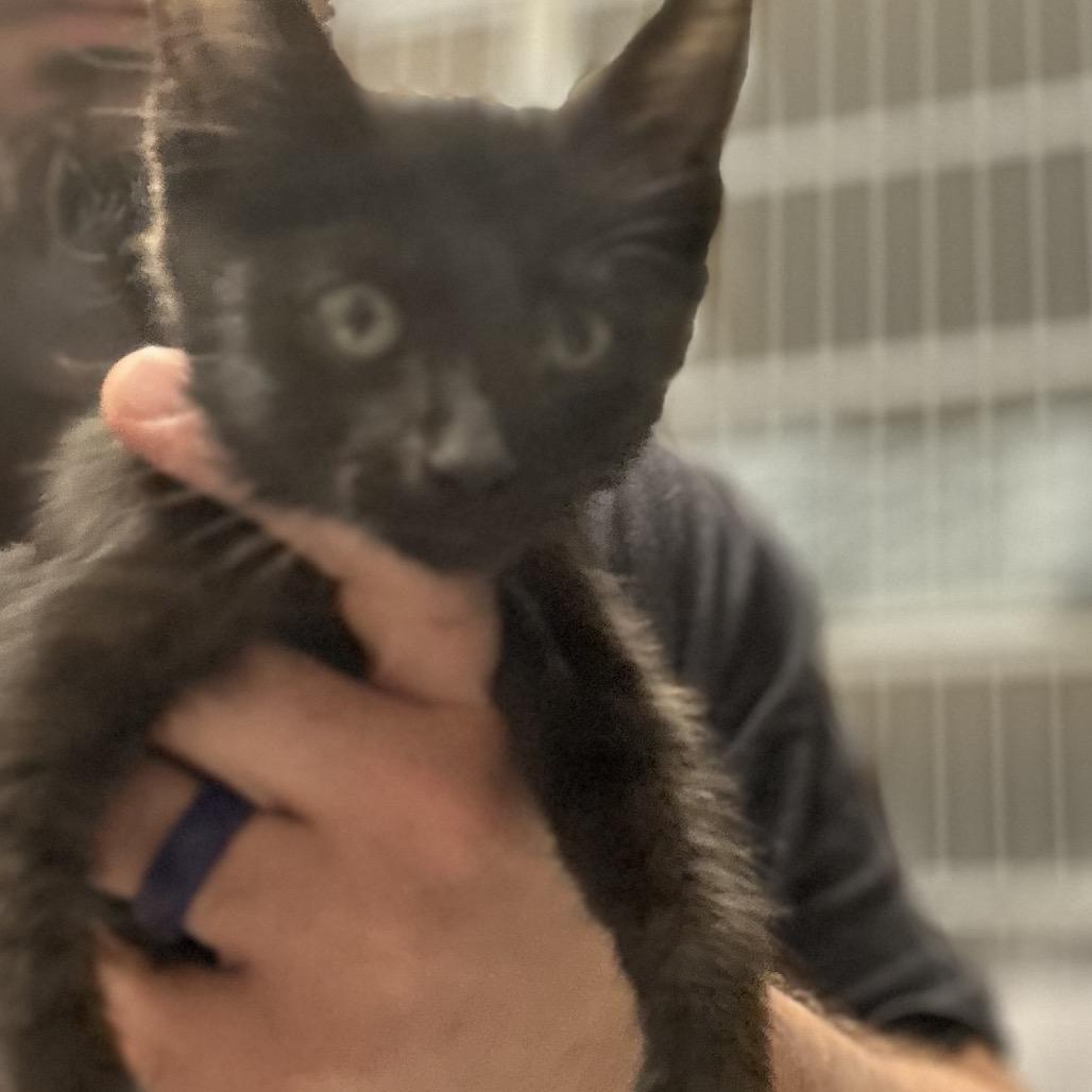 Thor, a Adoptable Domestic Short Hair image 3/3