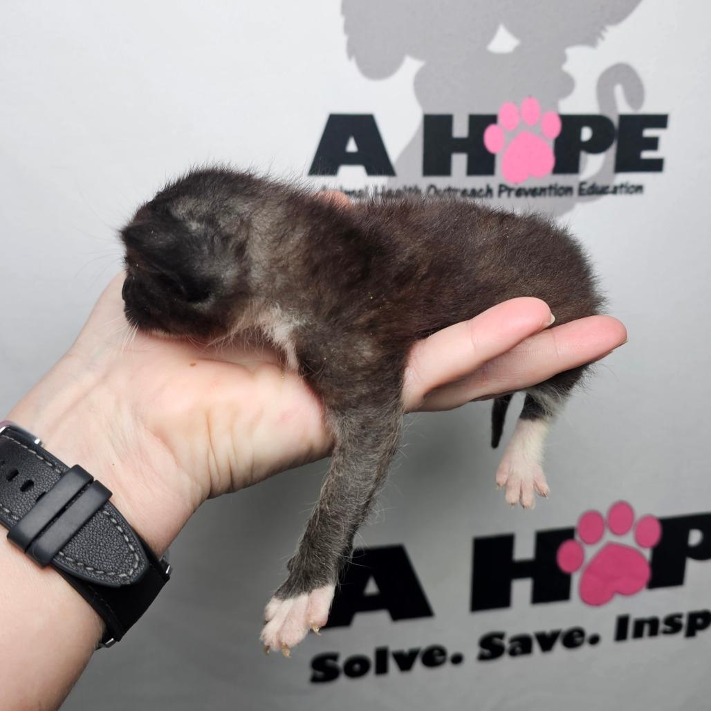 Enlarge Bit, a Adoptable mixed breed in Milton, FL image 1/5