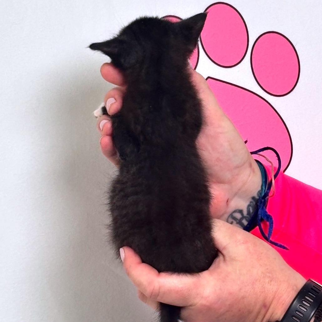 Enlarge Bit, a Adoptable mixed breed in Milton, FL image 2/5