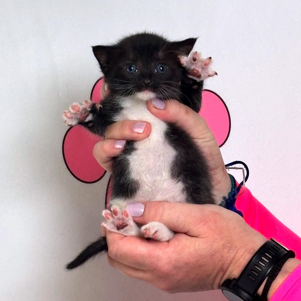 Enlarge Bit, a Adoptable mixed breed in Milton, FL image 3/5