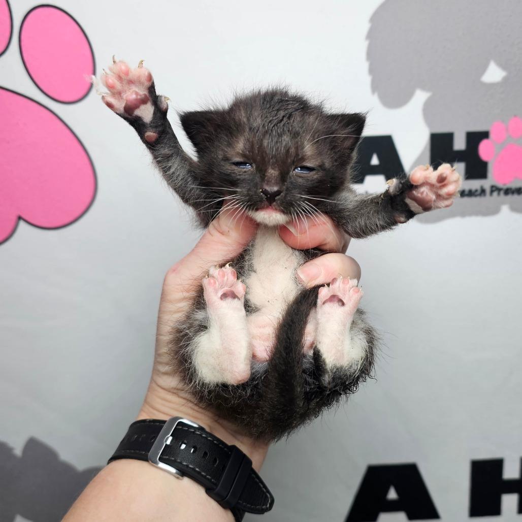 Enlarge Bit, a Adoptable mixed breed in Milton, FL image 4/5