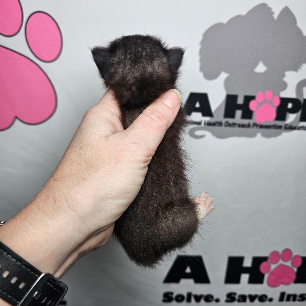 Enlarge Bit, a Adoptable mixed breed in Milton, FL image 5/5