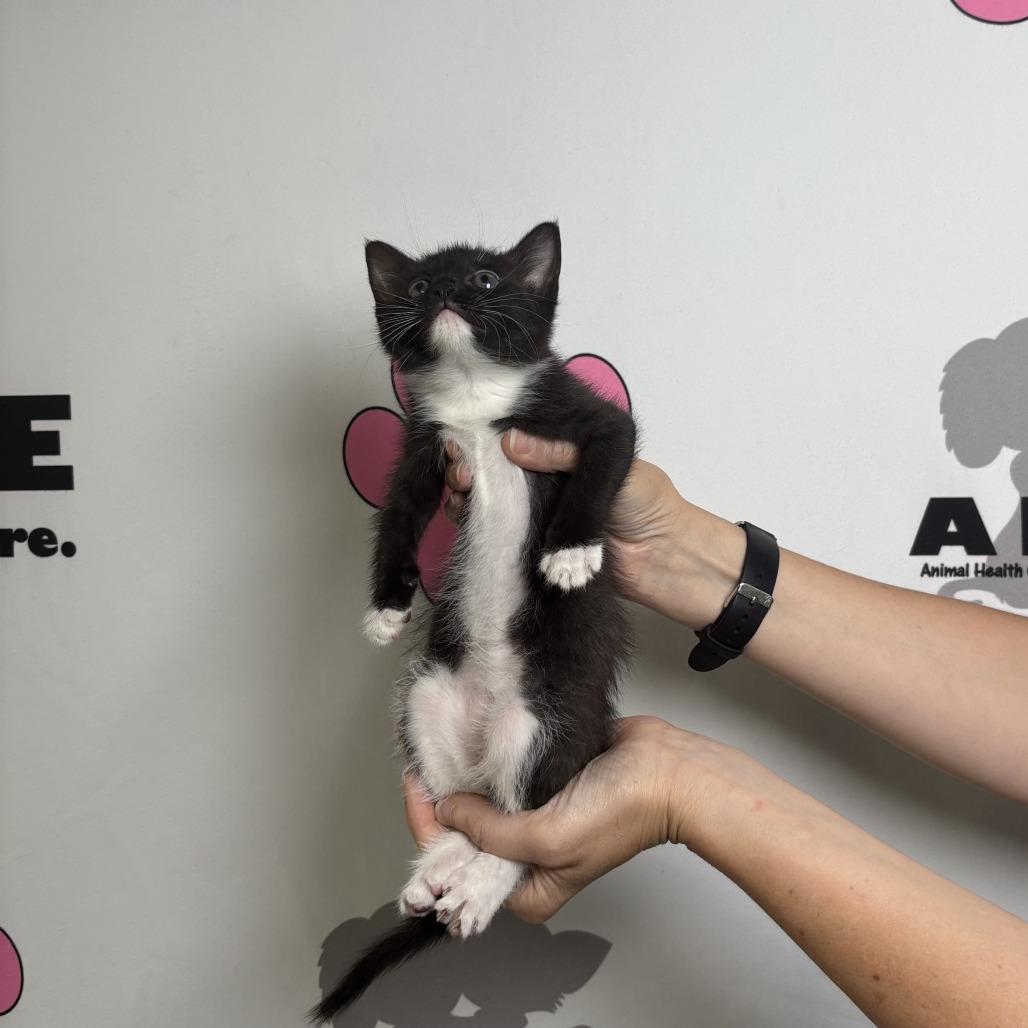 Enlarge Bit, a Adoptable mixed breed in Milton, FL image 6/6