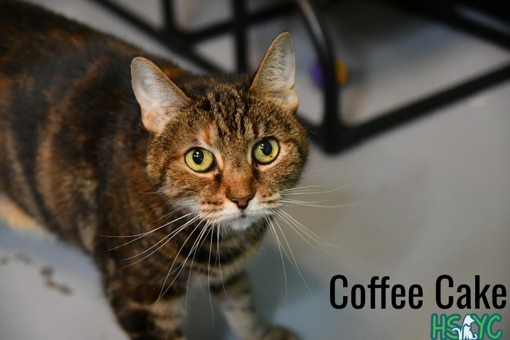 Coffee Cake, Adoptable, Adult Female Domestic Short Hair.