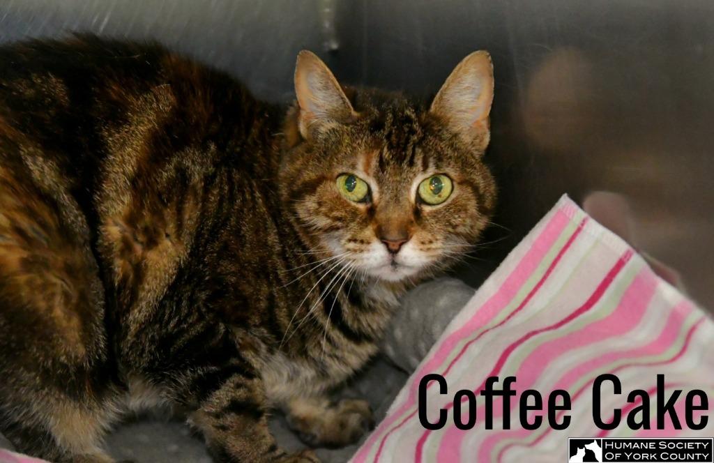 Coffee Cake, a Adoptable mixed breed in Fort Mill, SC image 1/6