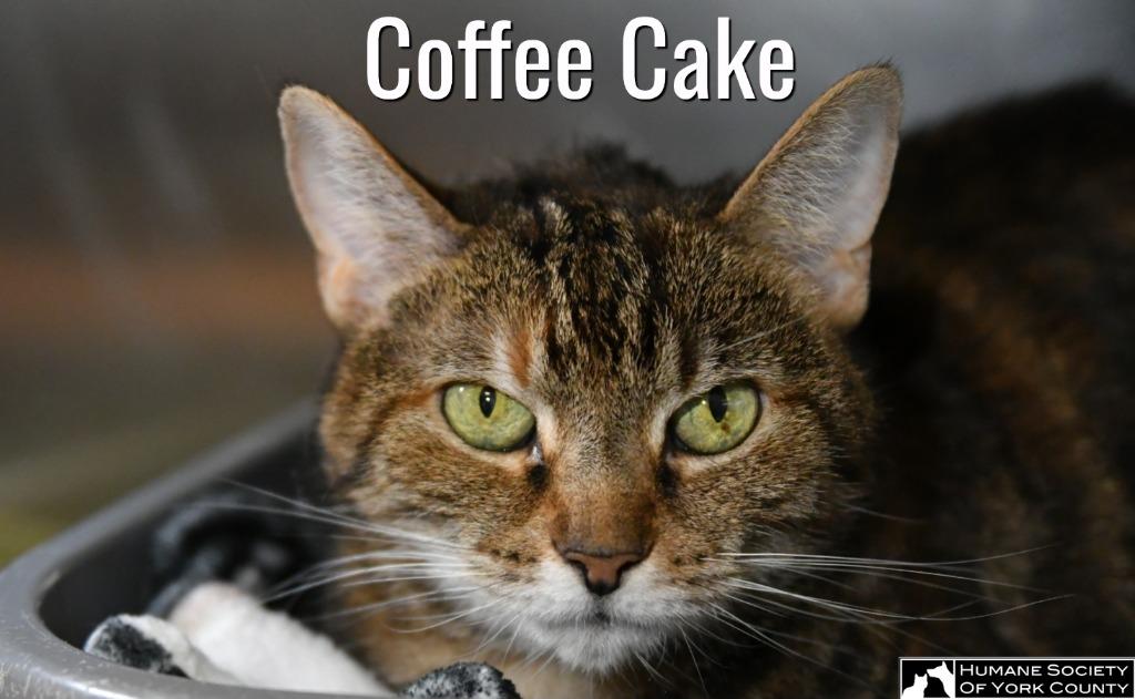 Coffee Cake, a Adoptable mixed breed in Fort Mill, SC image 2/6