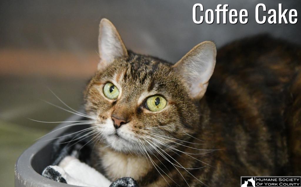Coffee Cake, a Adoptable mixed breed in Fort Mill, SC image 5/6