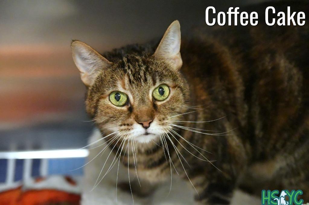 Coffee Cake, a Adoptable mixed breed in Fort Mill, SC image 5/6