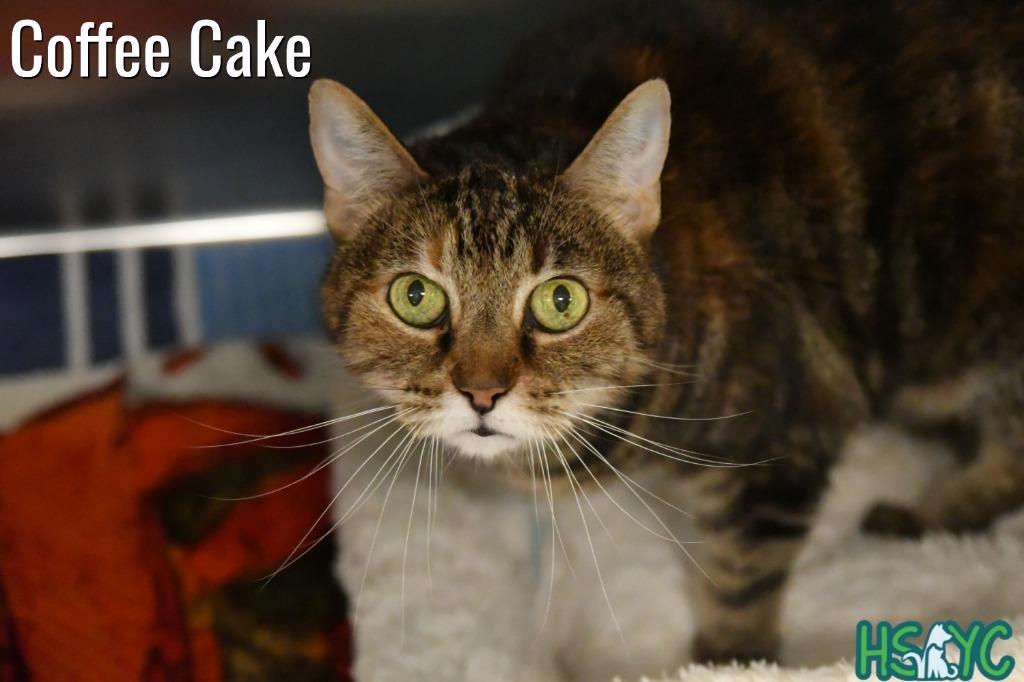 Coffee Cake, a Adoptable mixed breed in Fort Mill, SC image 6/6