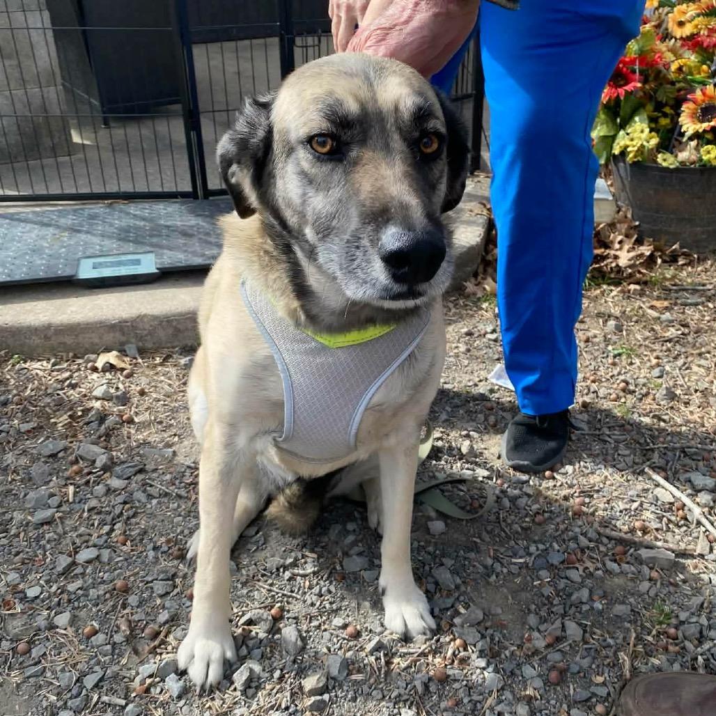 Ginger Spice, Adoptable, Adult Female Shepherd & Mixed Breed.