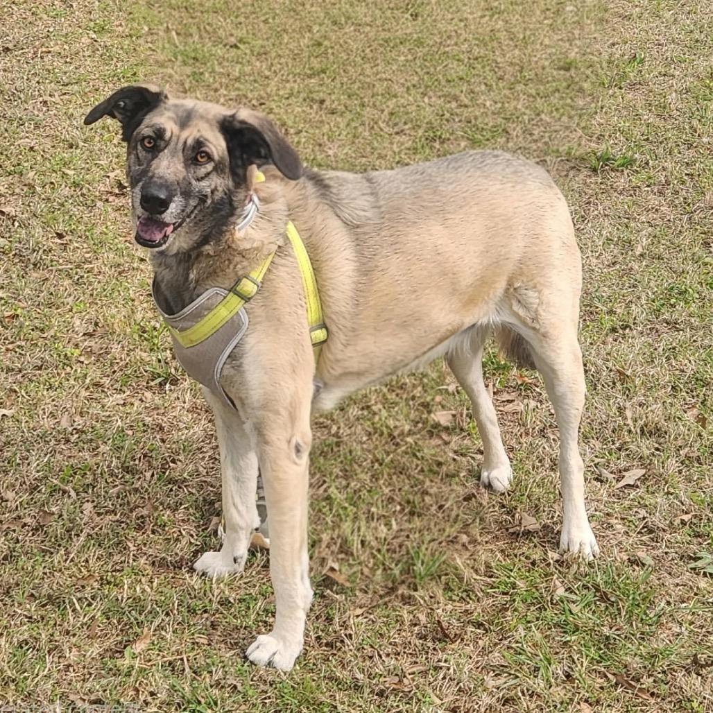 Enlarge Ginger Spice, a Adoptable mixed breed in Hackett, AR image 2/2