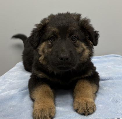 Leila, ADOPTABLE, Young Female German Shepherd Dog.