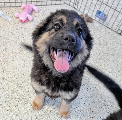 Enlarge Leila, an adopted mixed breed in Buffalo, MN image 1/2