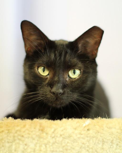 Stalker, Adoptable, Senior Male Domestic Short Hair.