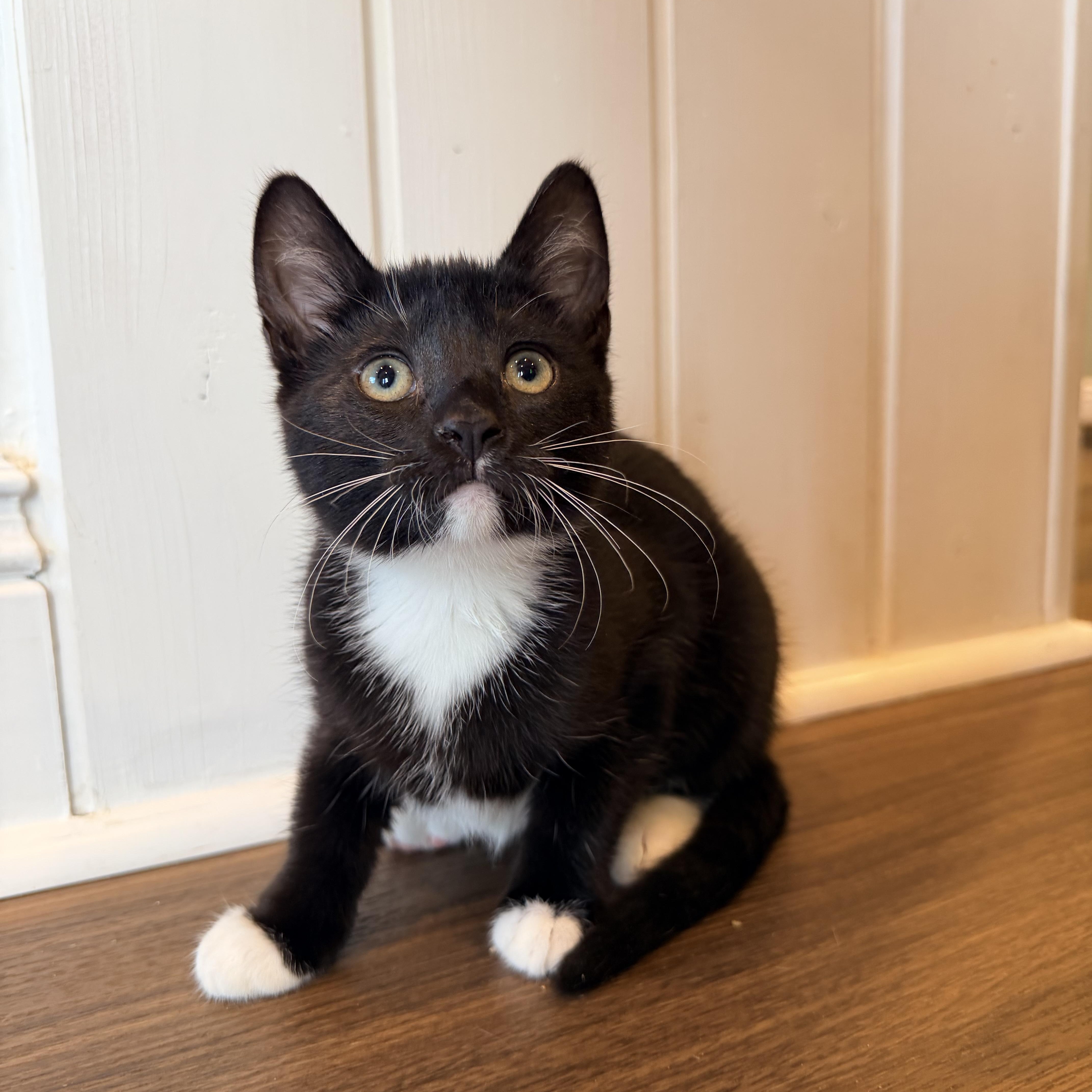Tia, an adopted Domestic Short Hair in Bellmawr, NJ image 2/2