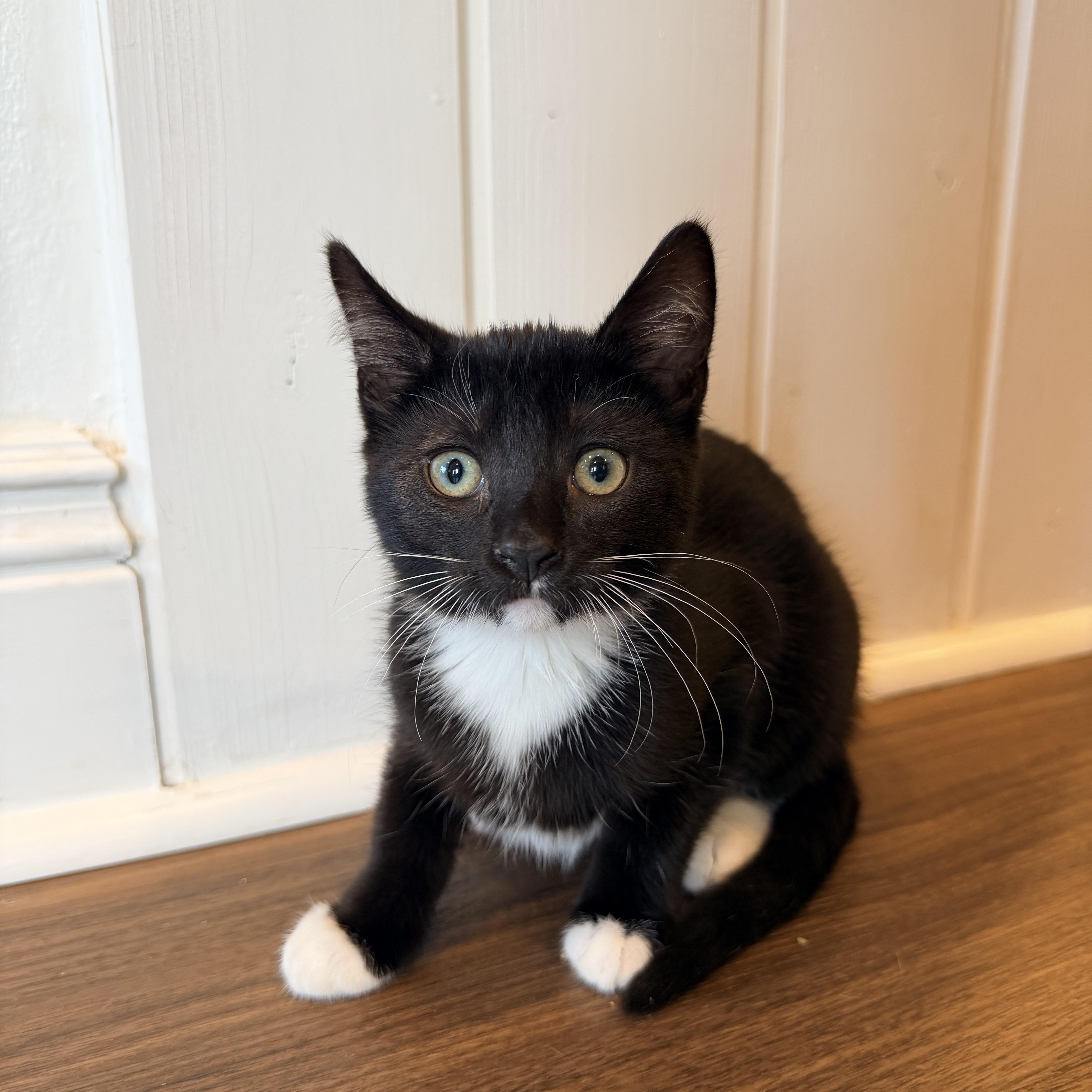Tia, adopted, Kitten Female Domestic Short Hair.
