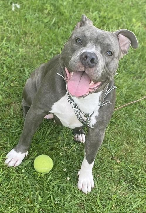 Enlarge Pebbles (the dog) - In Foster, a Adoptable Staffordshire Bull Terrier in Windsor, CT image 1/4